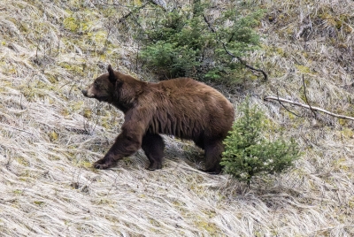 Grizzly After a Black Bear May 2025